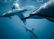 九游体育官网：开启游戏世界的全新入口